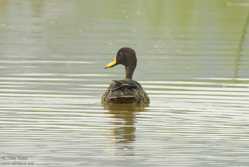 Canard à bec jaune