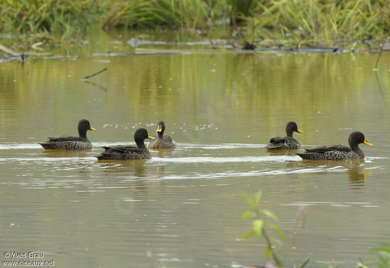 Yellow-billed Duck