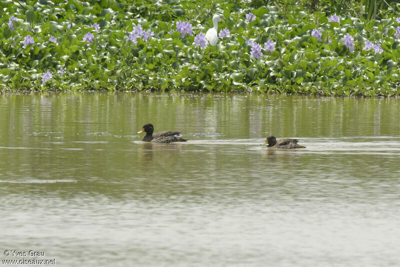 Canard à bec jaune