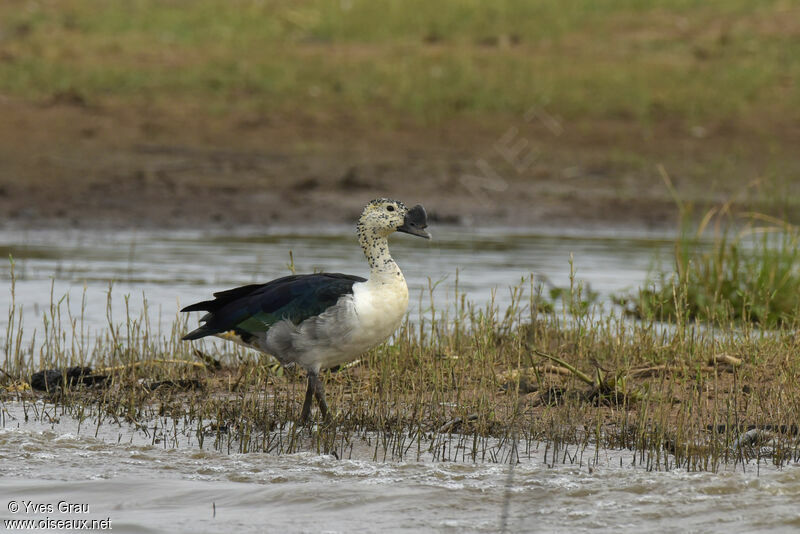 Knob-billed Duck