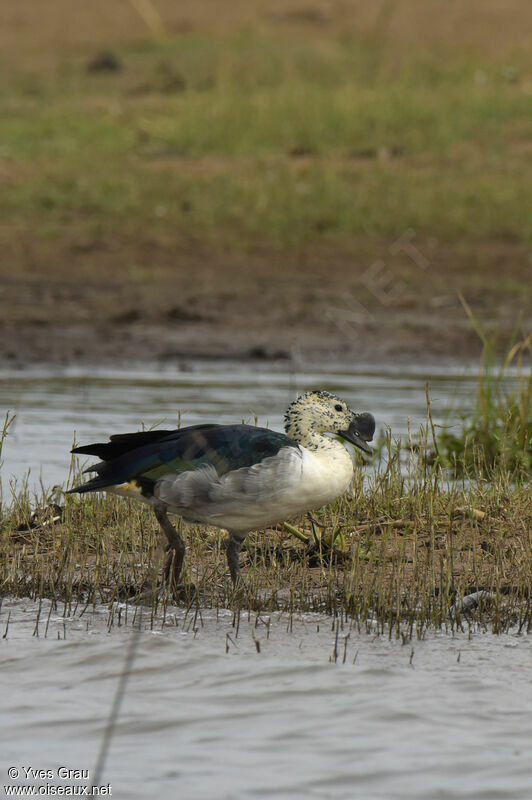 Knob-billed Duck