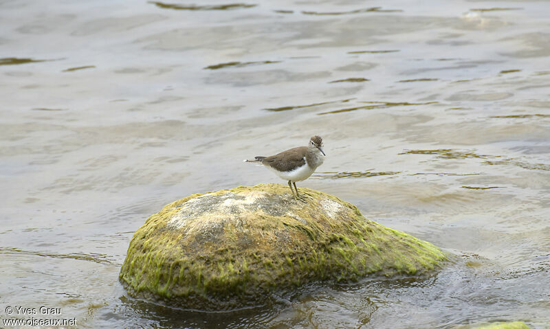 Common Sandpiper