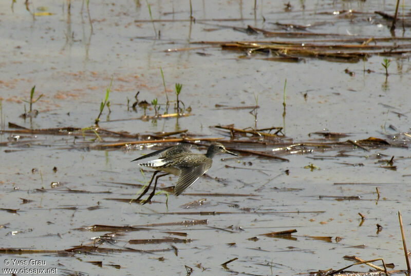 Wood Sandpiper