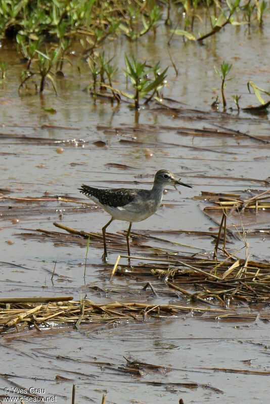 Wood Sandpiper