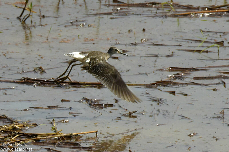 Wood Sandpiper