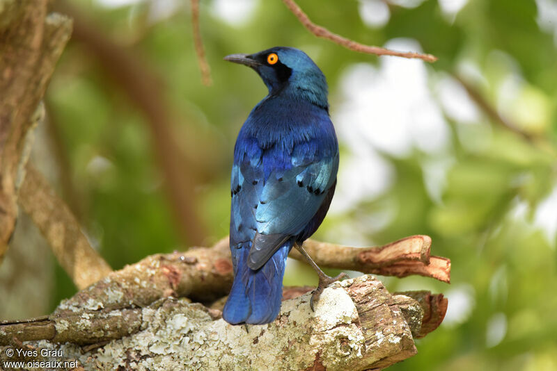 Greater Blue-eared Starling