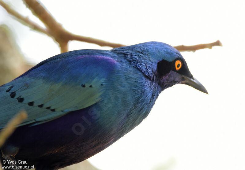 Choucador à oreillons bleus