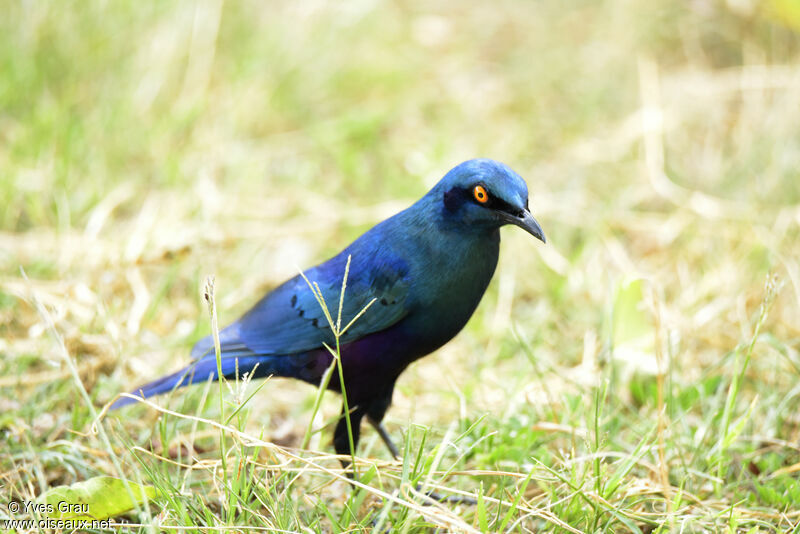 Choucador à oreillons bleus