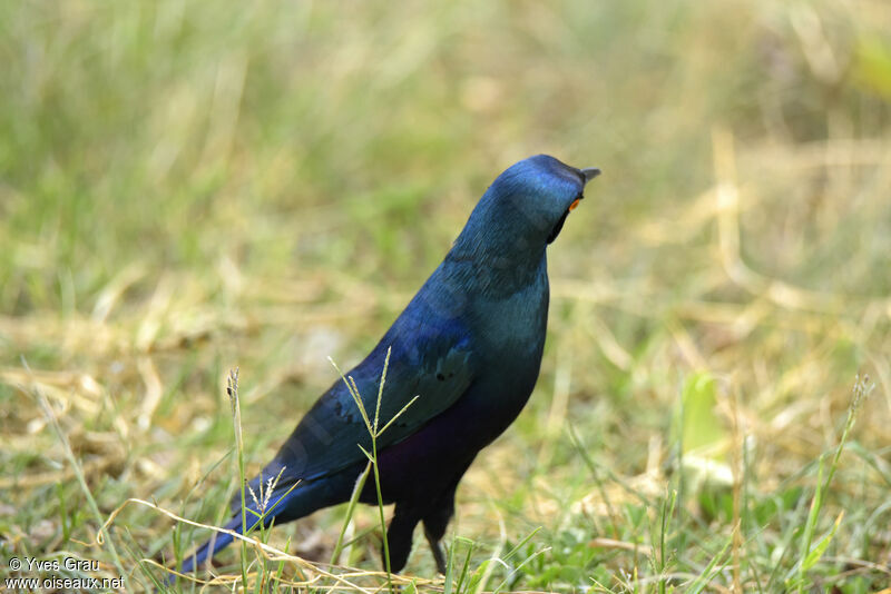 Greater Blue-eared Starling