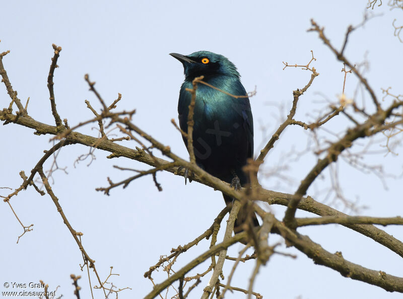 Greater Blue-eared Starling