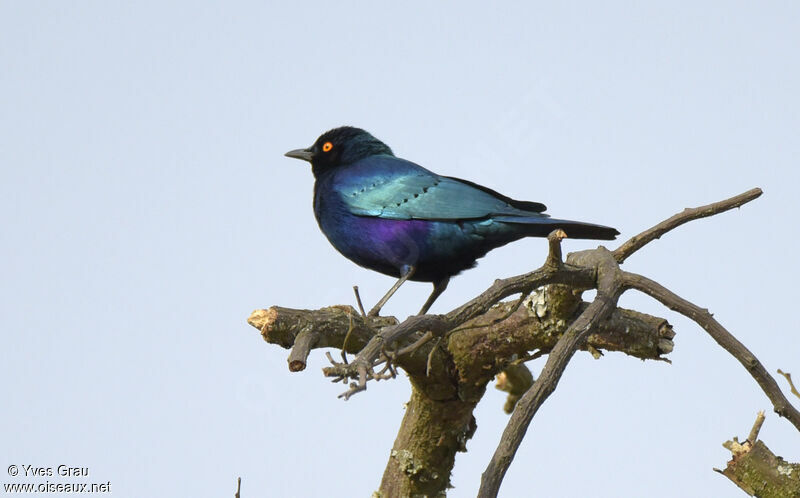 Greater Blue-eared Starling