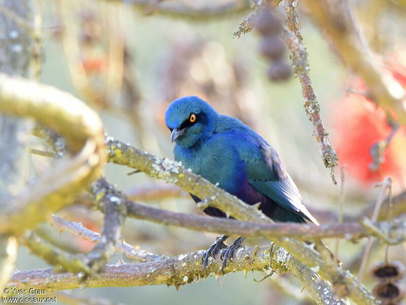 Choucador à oreillons bleus