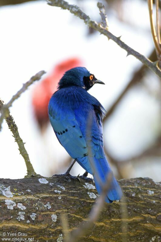 Choucador à oreillons bleus