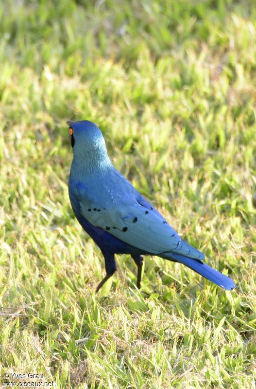 Choucador à oreillons bleus