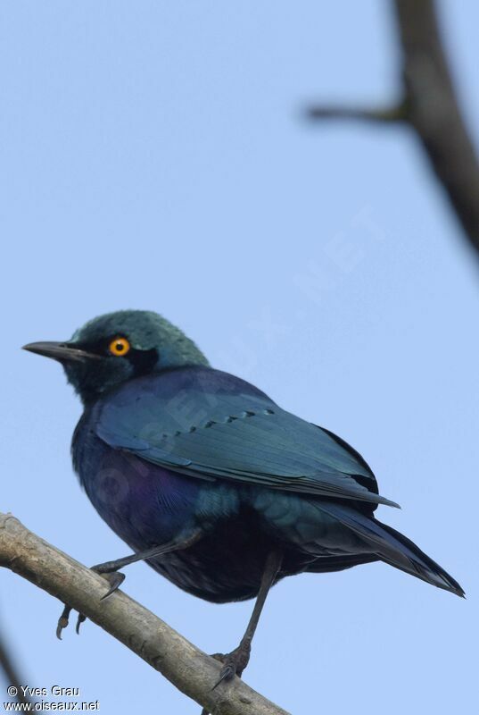 Choucador à oreillons bleus