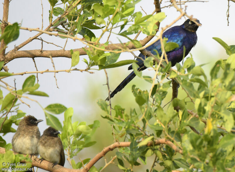 Rüppell's Starling