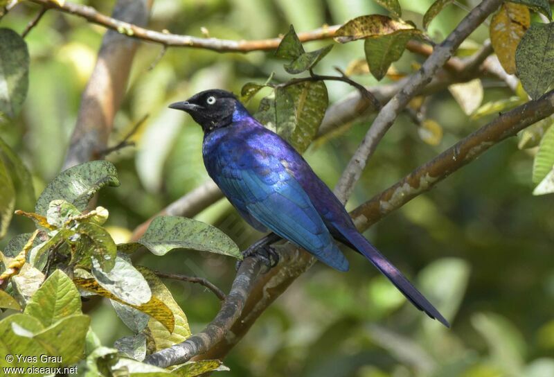 Rüppell's Starling