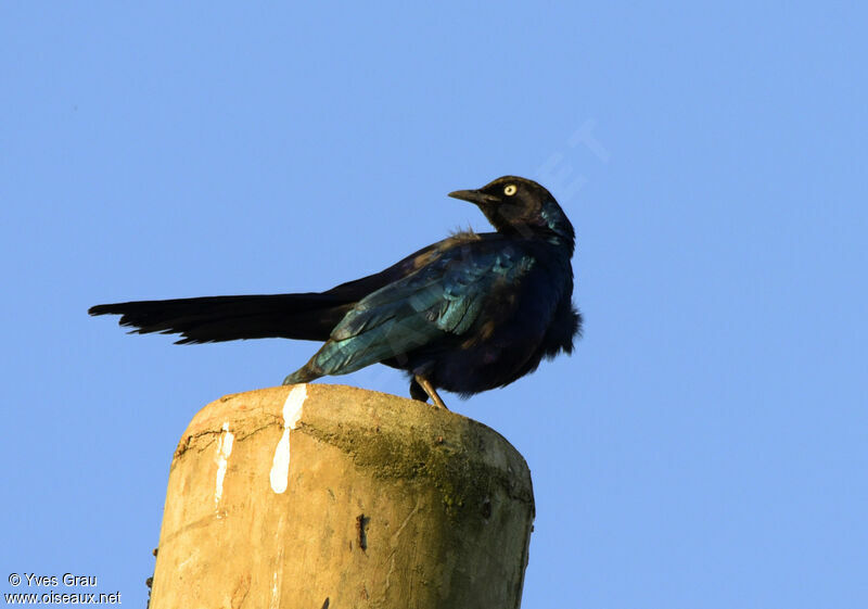 Rüppell's Starling