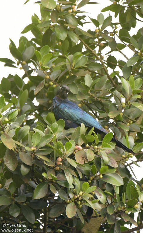 Rüppell's Starling