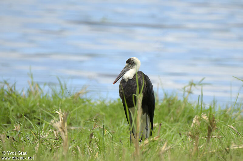 Cigogne à pattes noires