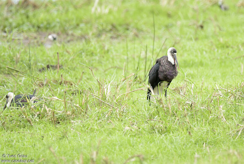 Cigogne à pattes noires