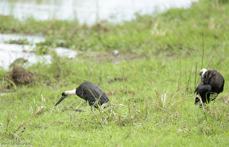 African Woolly-necked Stork