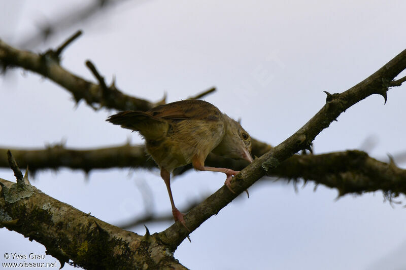 Short-winged Cisticola