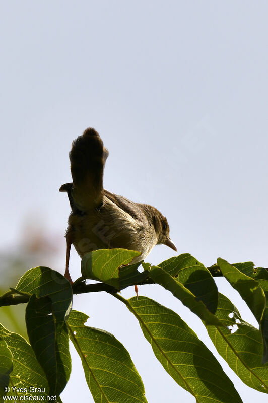 Red-faced Cisticola