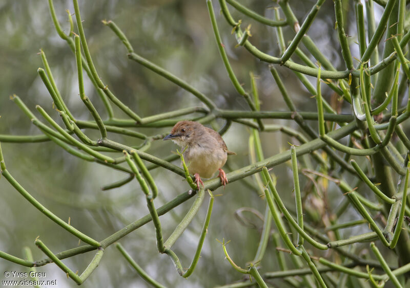 Red-faced Cisticola