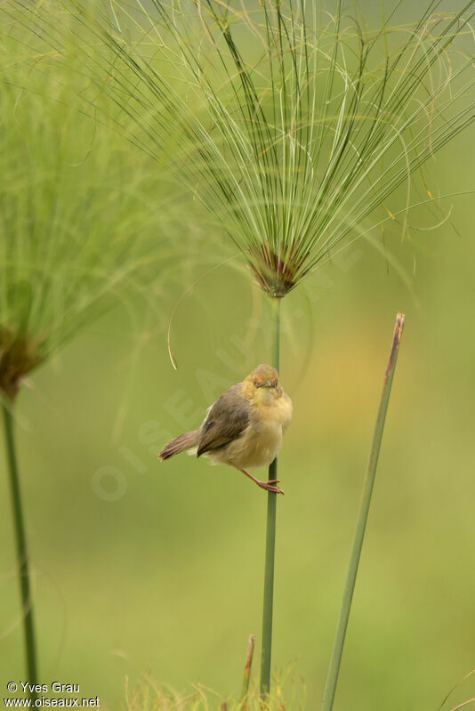 Red-faced Cisticola