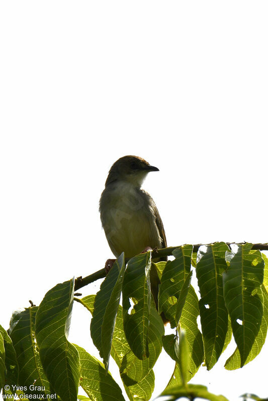 Red-faced Cisticola