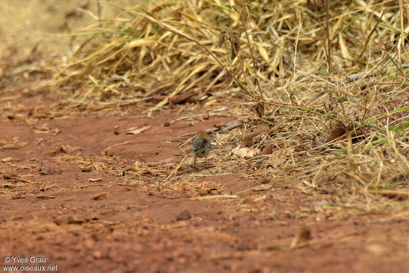 Long-tailed Cisticola