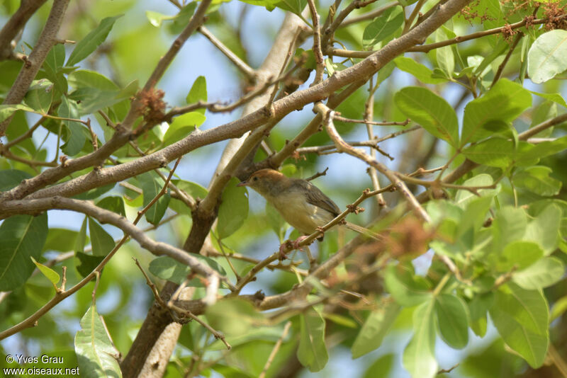 Long-tailed Cisticola