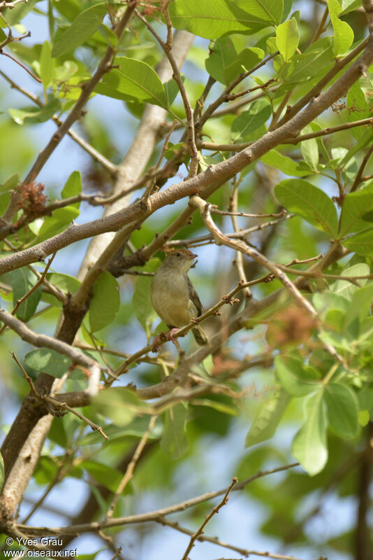 Long-tailed Cisticola