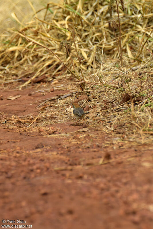 Long-tailed Cisticola