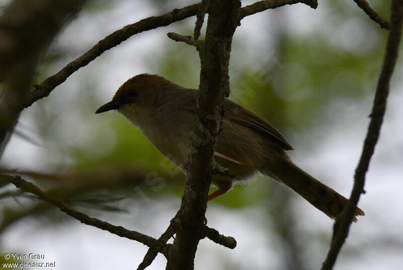 Carruthers's Cisticola