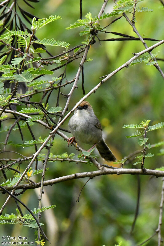 Carruthers's Cisticola