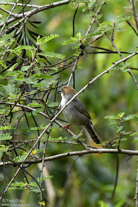 Carruthers's Cisticola