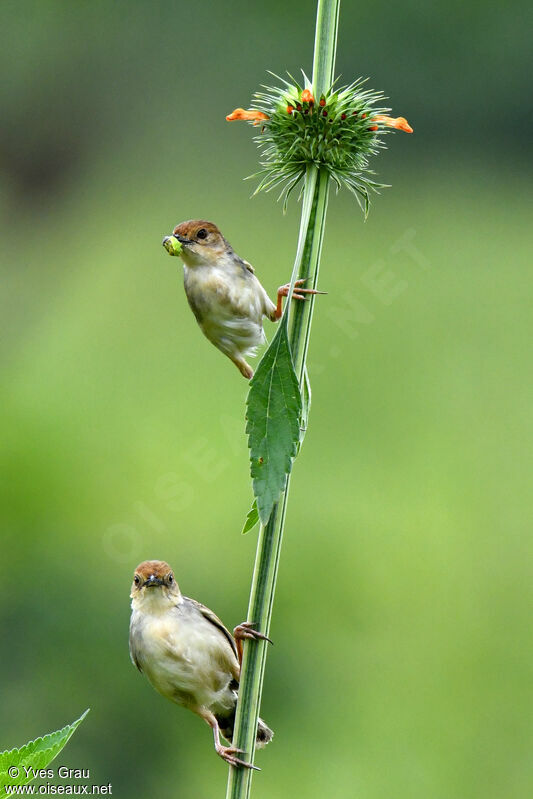 Carruthers's Cisticola