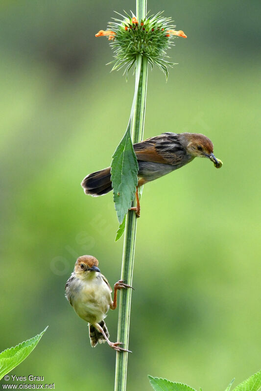 Carruthers's Cisticola