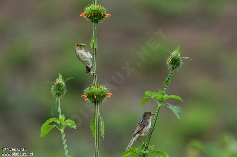 Carruthers's Cisticola