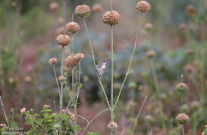 Carruthers's Cisticola