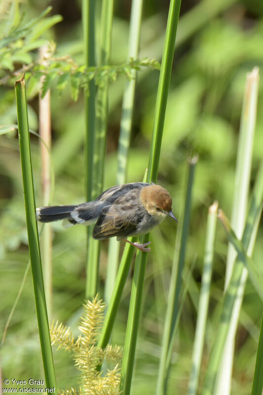 Carruthers's Cisticola