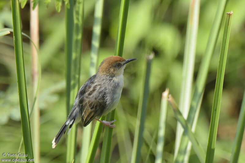 Carruthers's Cisticola