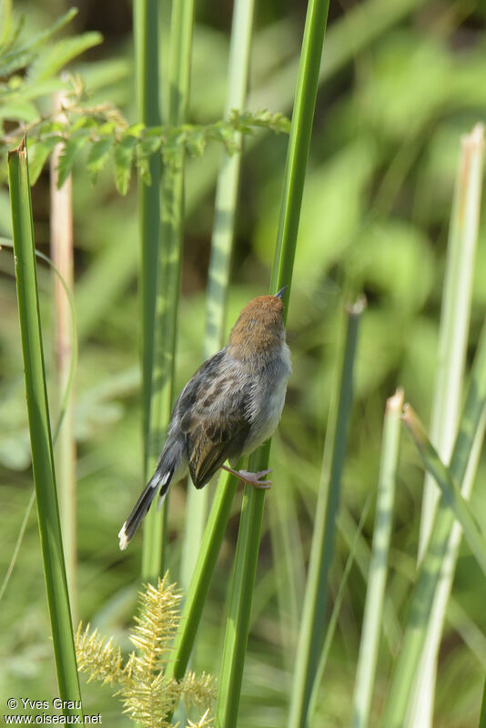 Carruthers's Cisticola