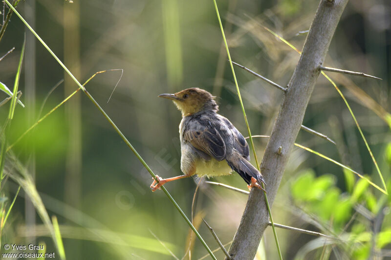 Carruthers's Cisticola