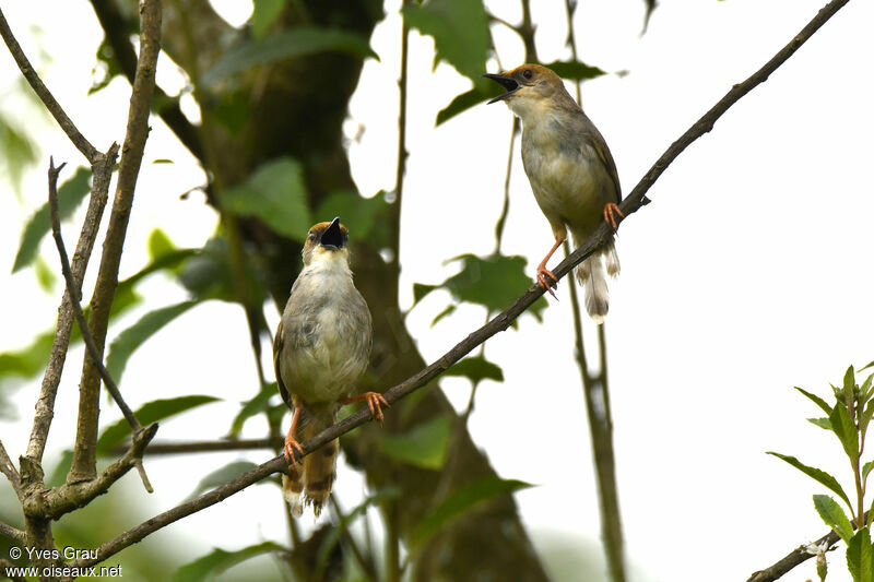 Chubb's Cisticola