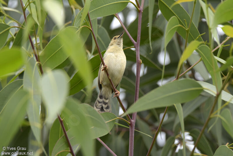 Trilling Cisticola