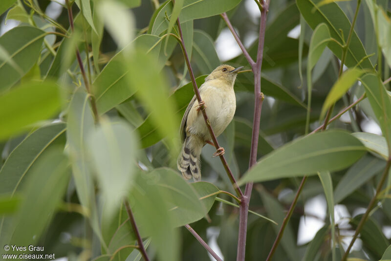 Trilling Cisticola