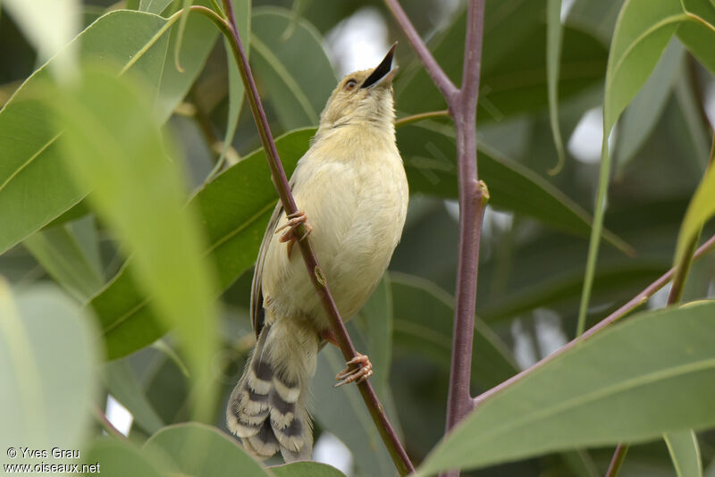 Trilling Cisticola